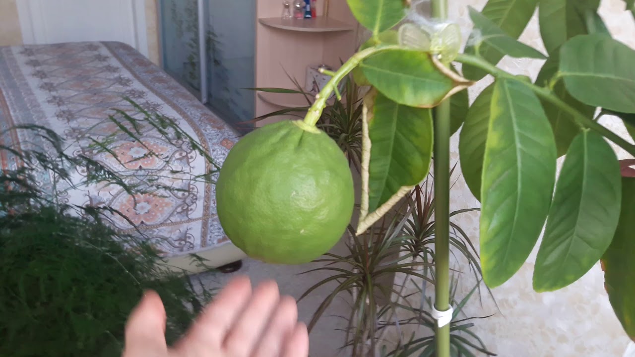 ЦИТРУСОВЫЕ  НА ЛОДЖИИ