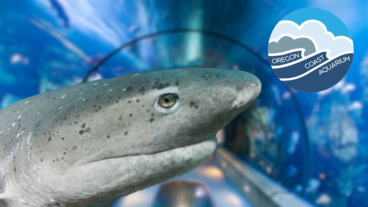 Man Is Best Friends With A Friendly Shark