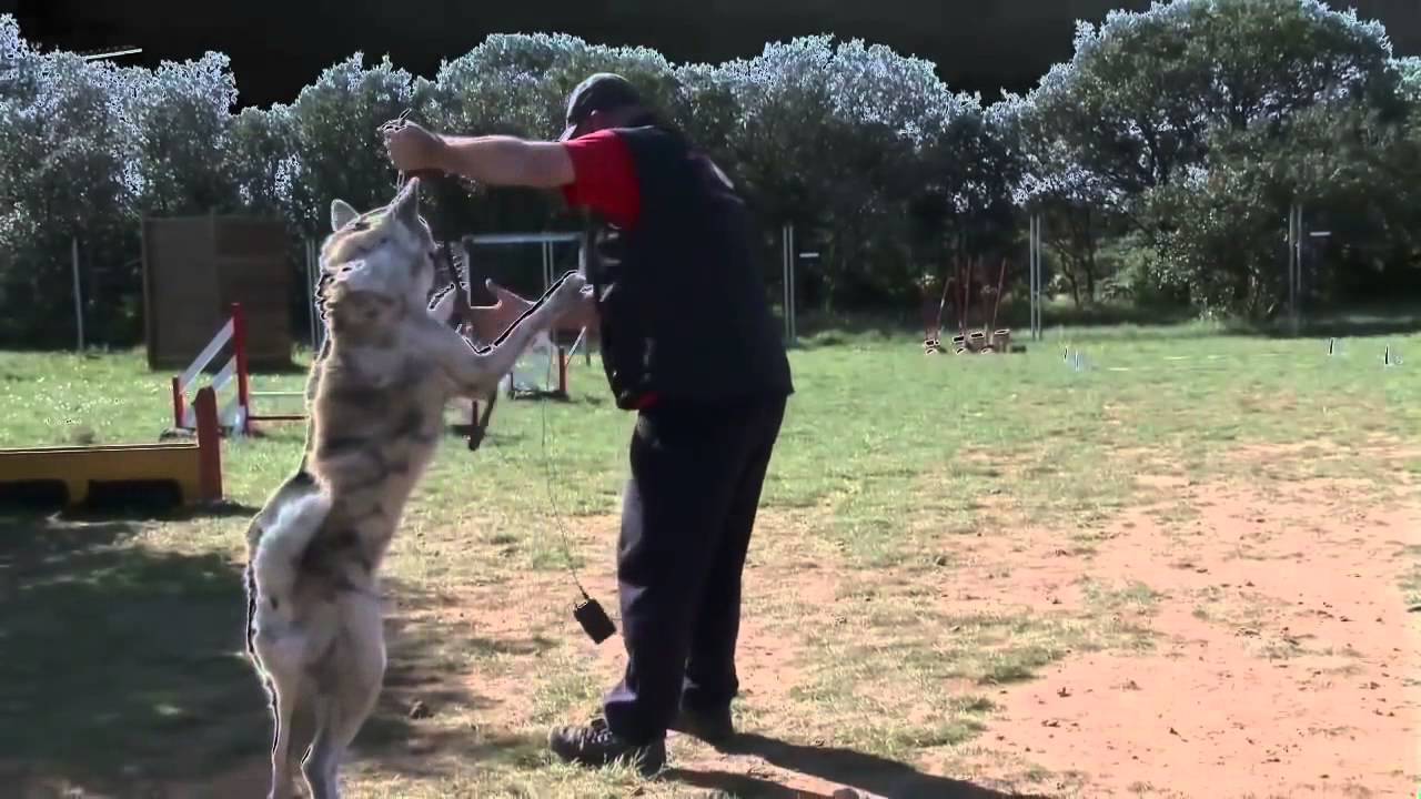 Chiens difficiles