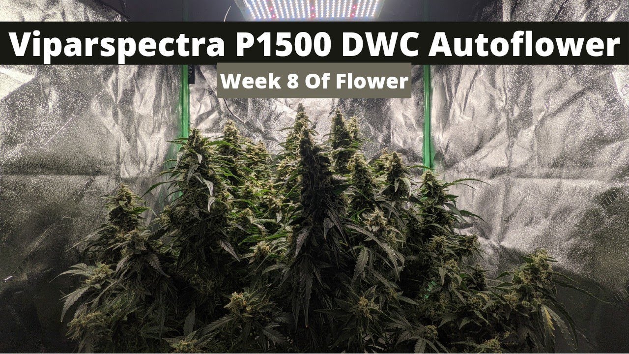 #Repost Week 8 Of Flower | Viparspectra P1500 | DWC | Autoflower 24/0