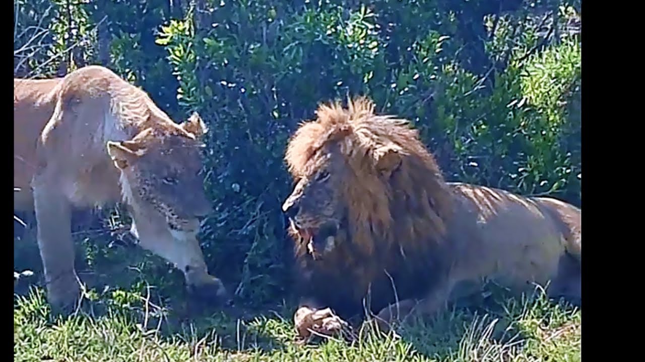 Huge Kaskaz Male Lion with his Son | Masaimara | 2 October 2025