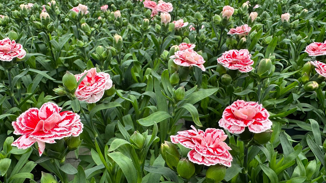 Dianthus Oscar@shalenyy kvitkar @ діантус Оскар за 4 місяці @ Шалений КвіткаР.