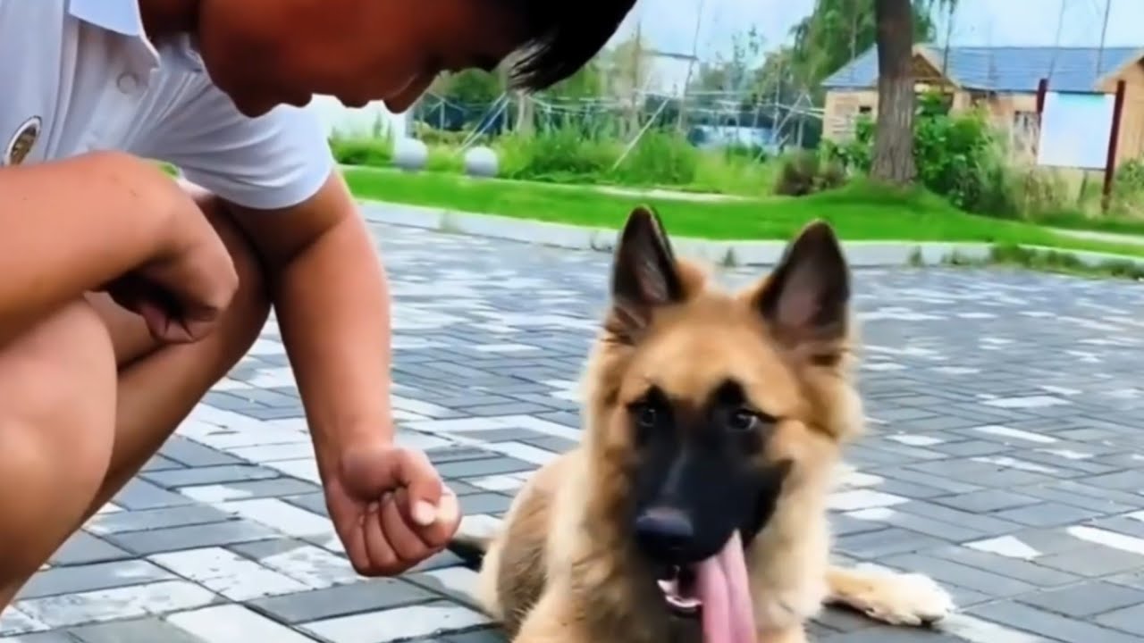 These Prank Moments Make Dogs Confused and Irresistibly Cute | Funny Sound Pranks