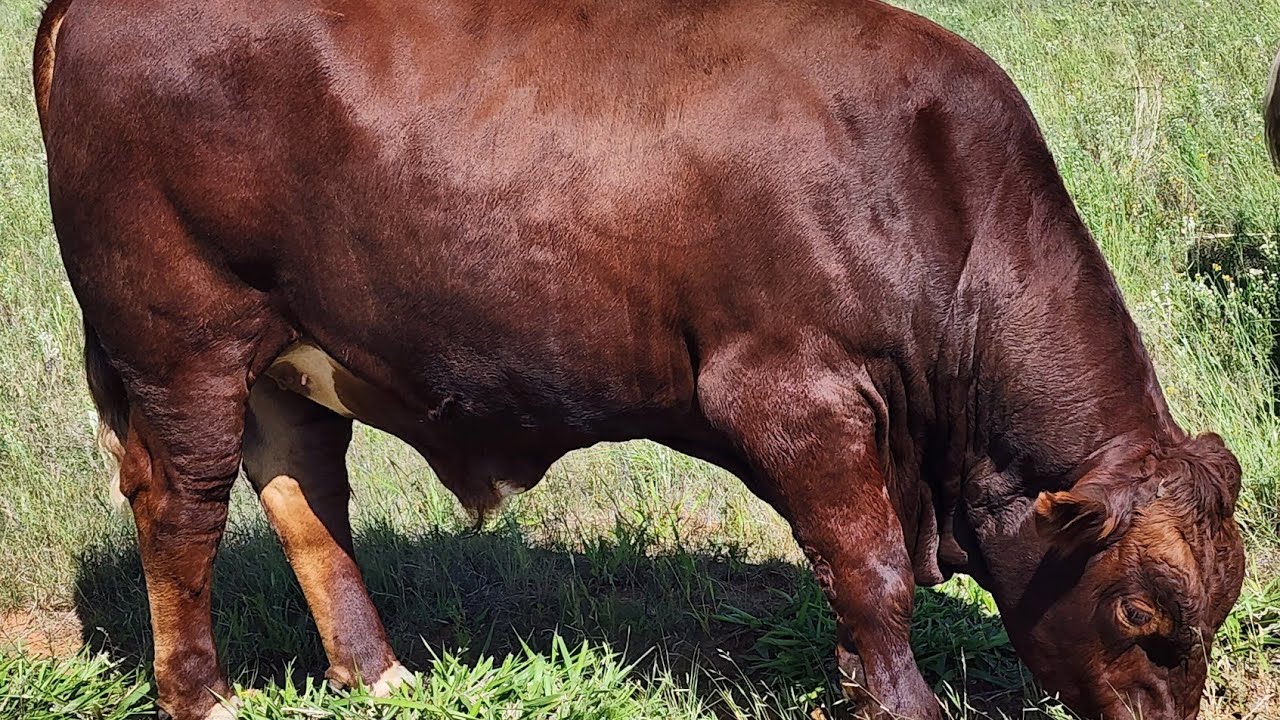 Should I buy this Bonsmara herd?