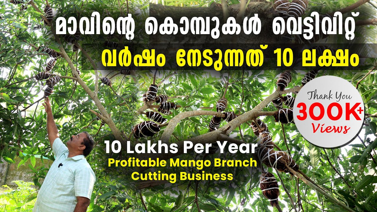 മാവിന്റെ കൊമ്പുകൾ വെട്ടിവിറ്റ് വർഷം നേടുന്നത് 10 ലക്ഷം രൂപ |Profitable Mango Branch Cutting Business