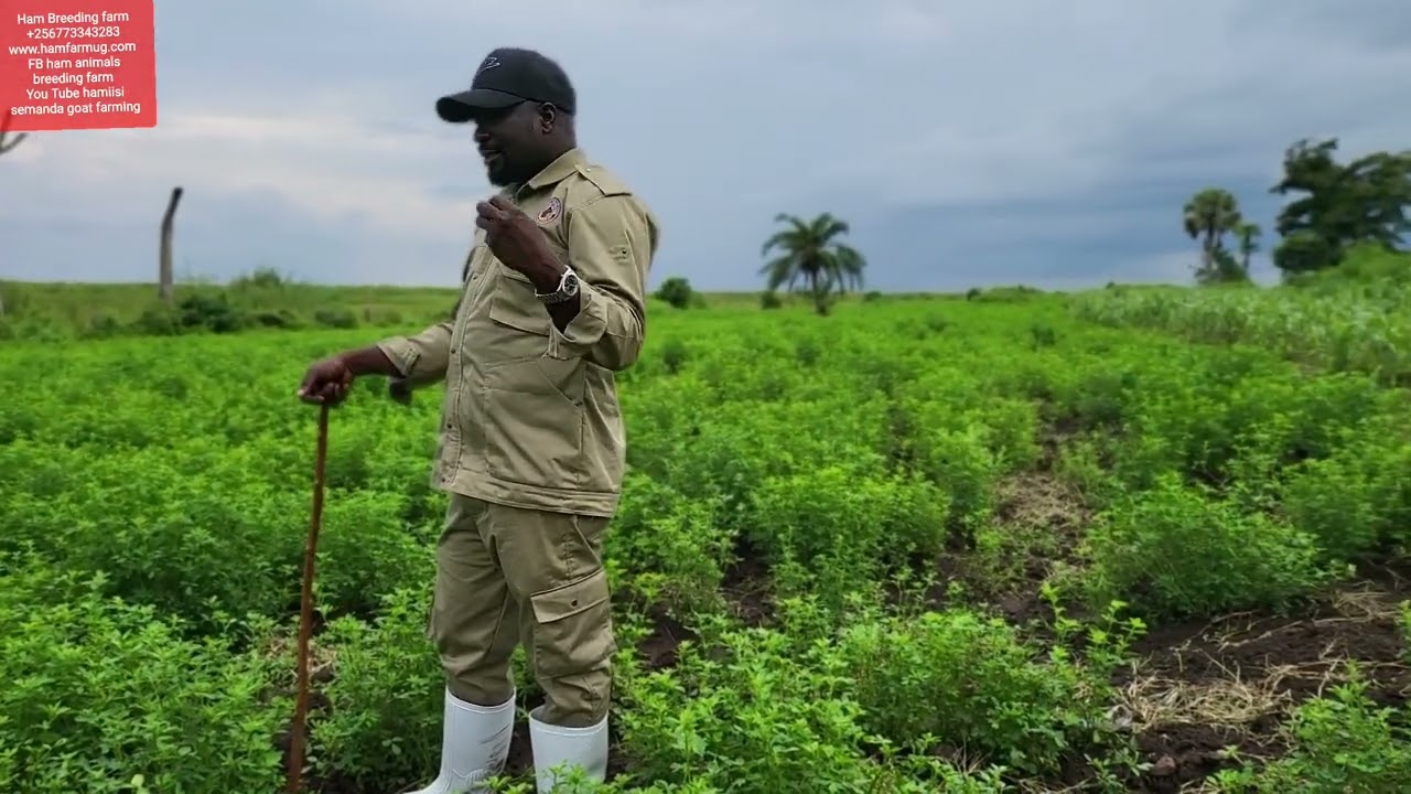 How to start goat farming (part 4 ) basics b4 begining if u have small land ( which pastures u need