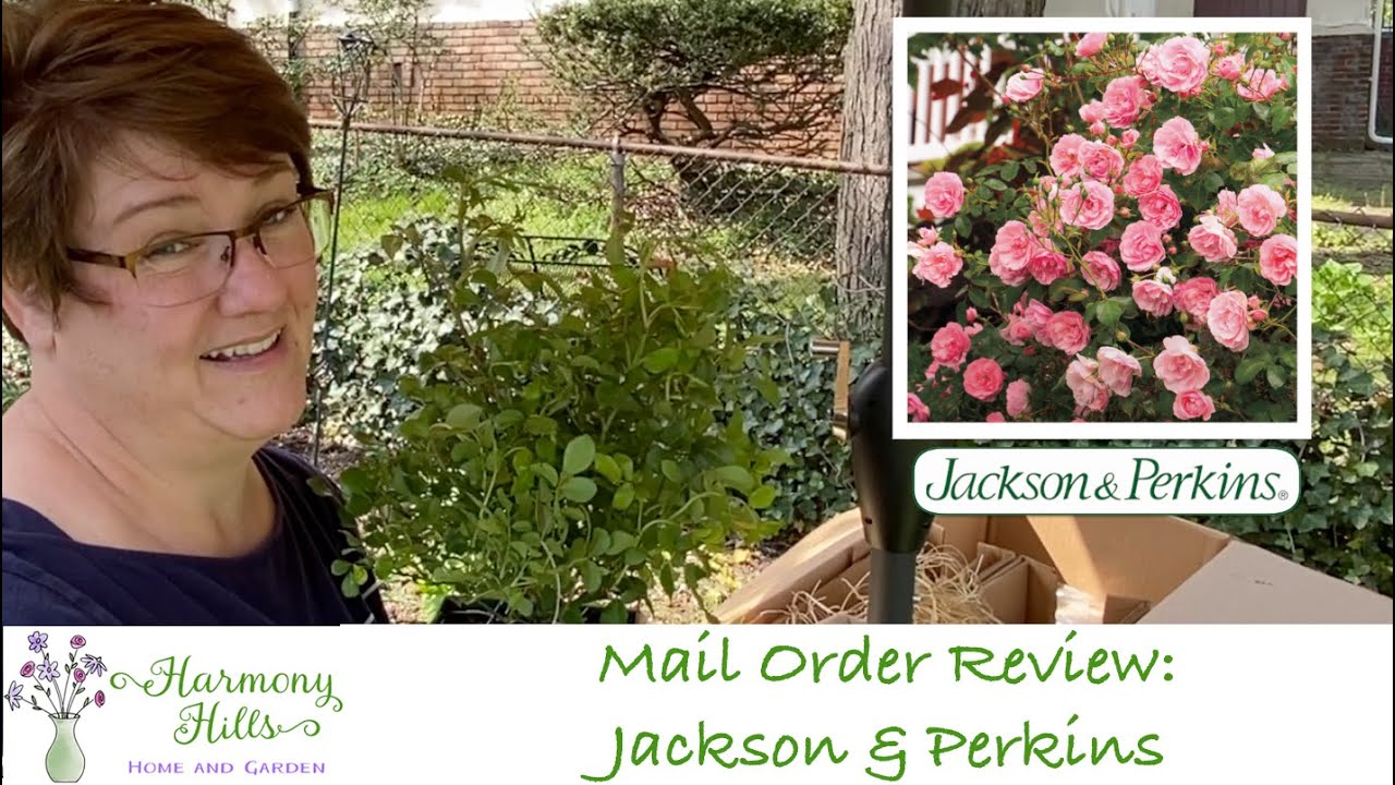 Mail Order Review: Jackson & Perkins Roses 👩🏻‍🌾❤️🌹