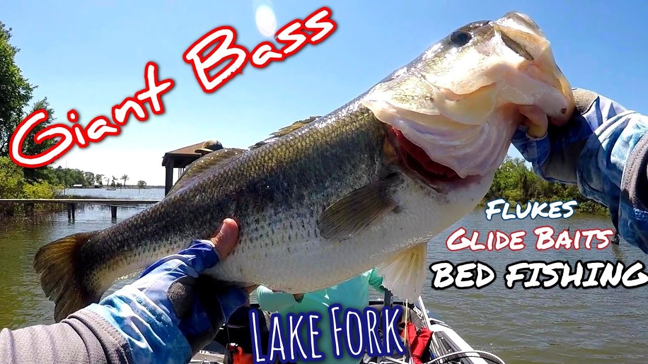 Lake Fork Bass Fishing Tournament || Glide Bait and Fluke Fishing for Spring Bass