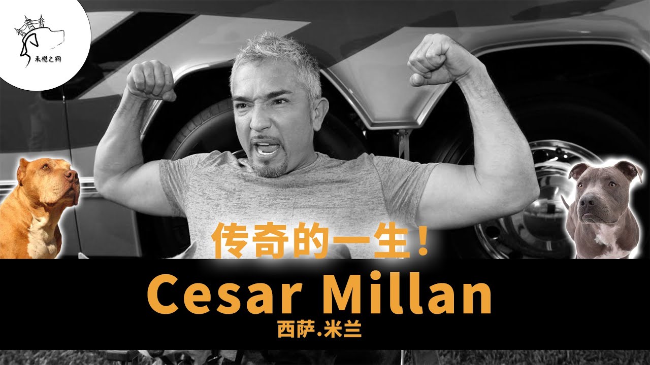 传奇狗班长西萨·米兰(Cesar Millan)的传奇一生，即便是风靡全球还是不被一些业内认可？