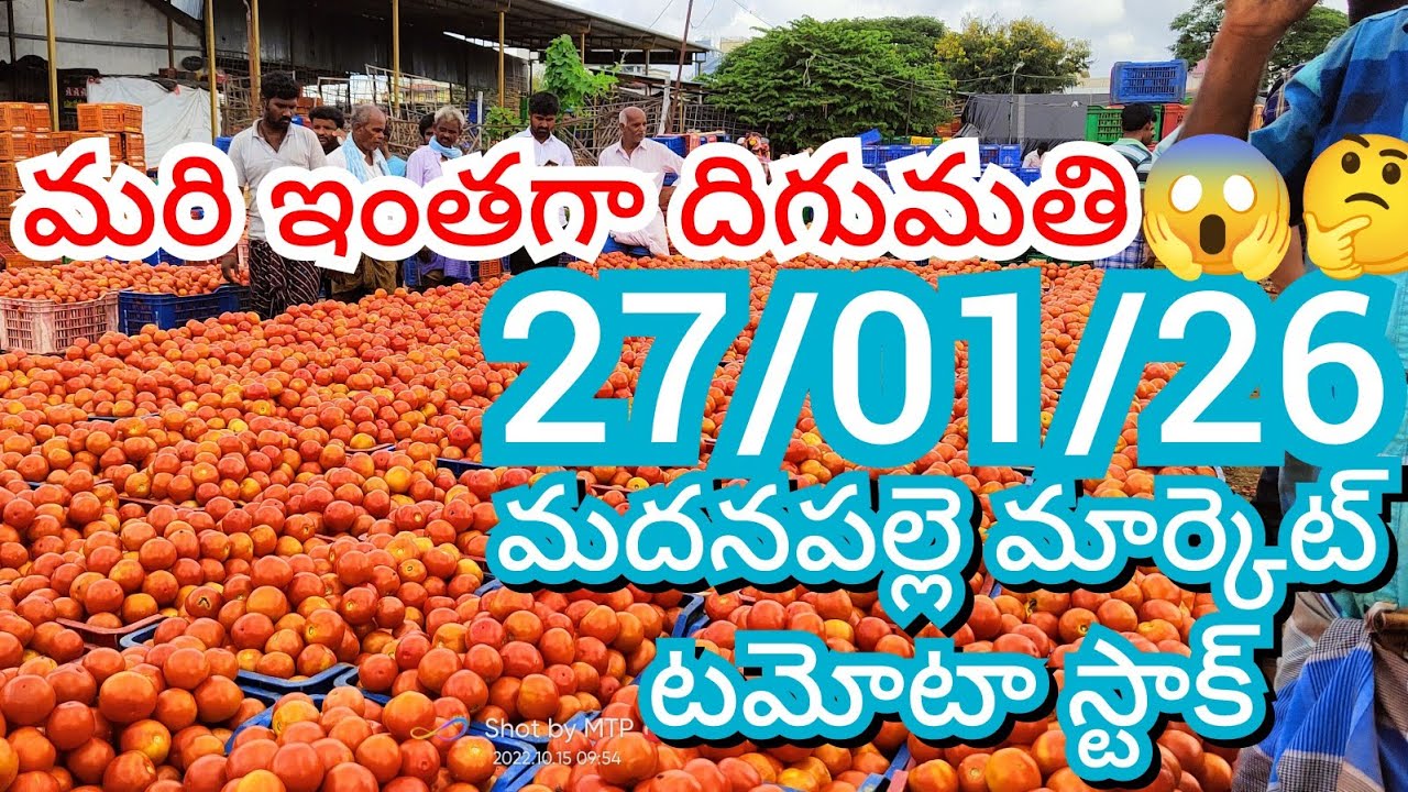 27-01-26 Madanapalle Tomato Market price Today || Today Tomato Market Rate in Madanapalle 