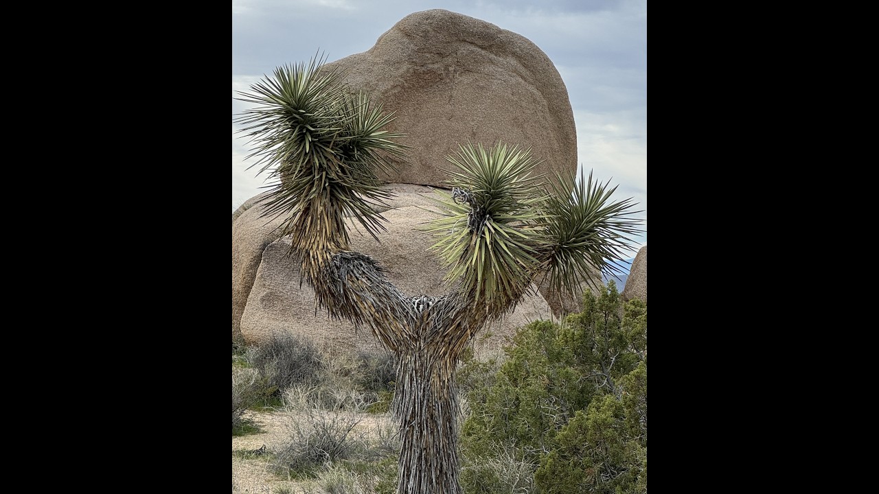 Joshua Tree National Park Jumbo Rocks Crown Prince Overlook Hike