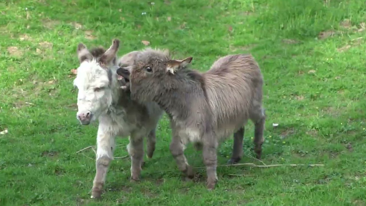 Donkey Battle