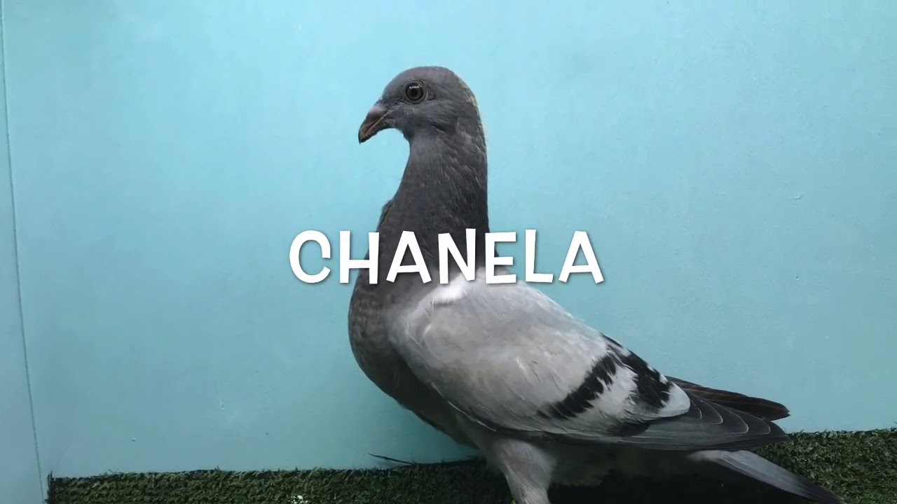 Palomos de clase