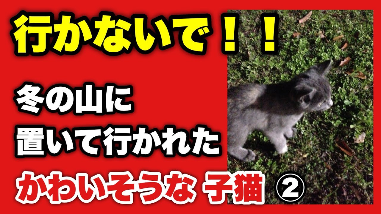 行かないで！！冬の山に置いて行かれた かわいそうな子猫②