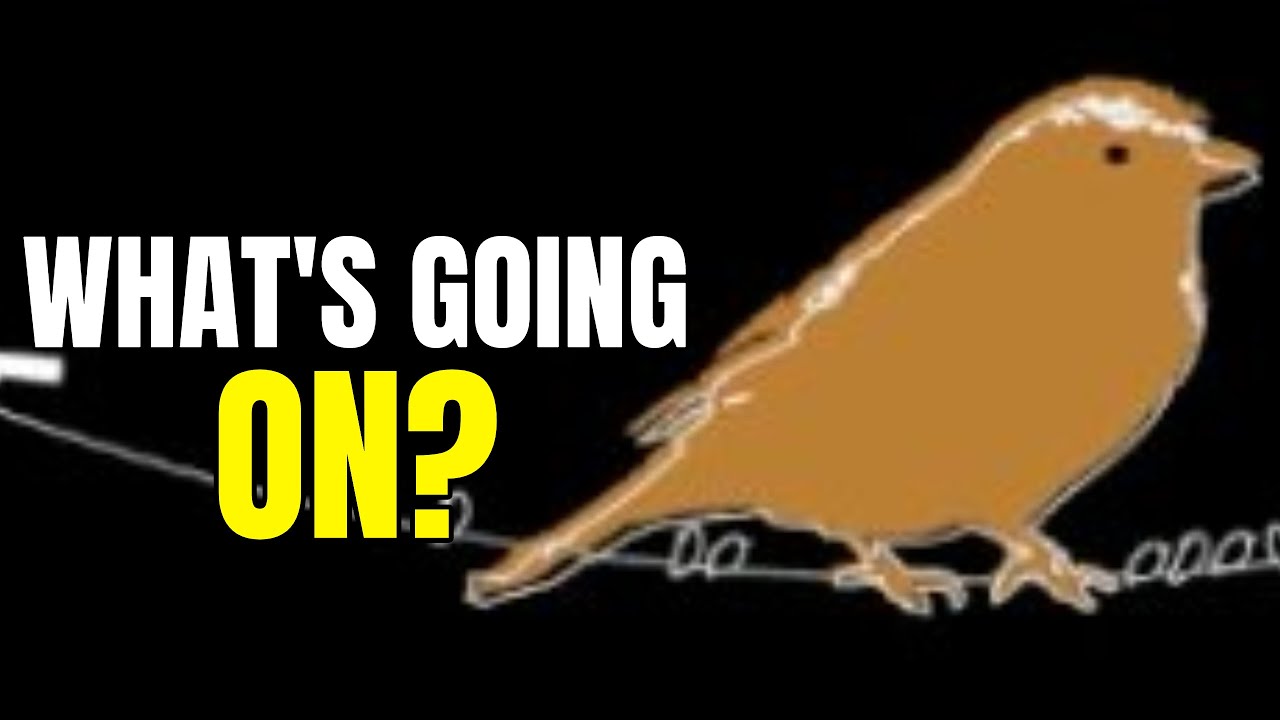 When Will Giant Sparrow Release Their Next Game? - What's Going On?