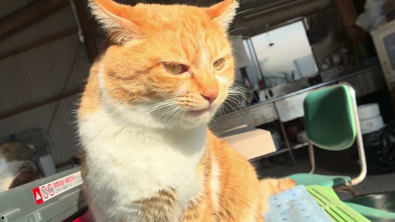 グリとちゃーちゃの毛繕い❤️