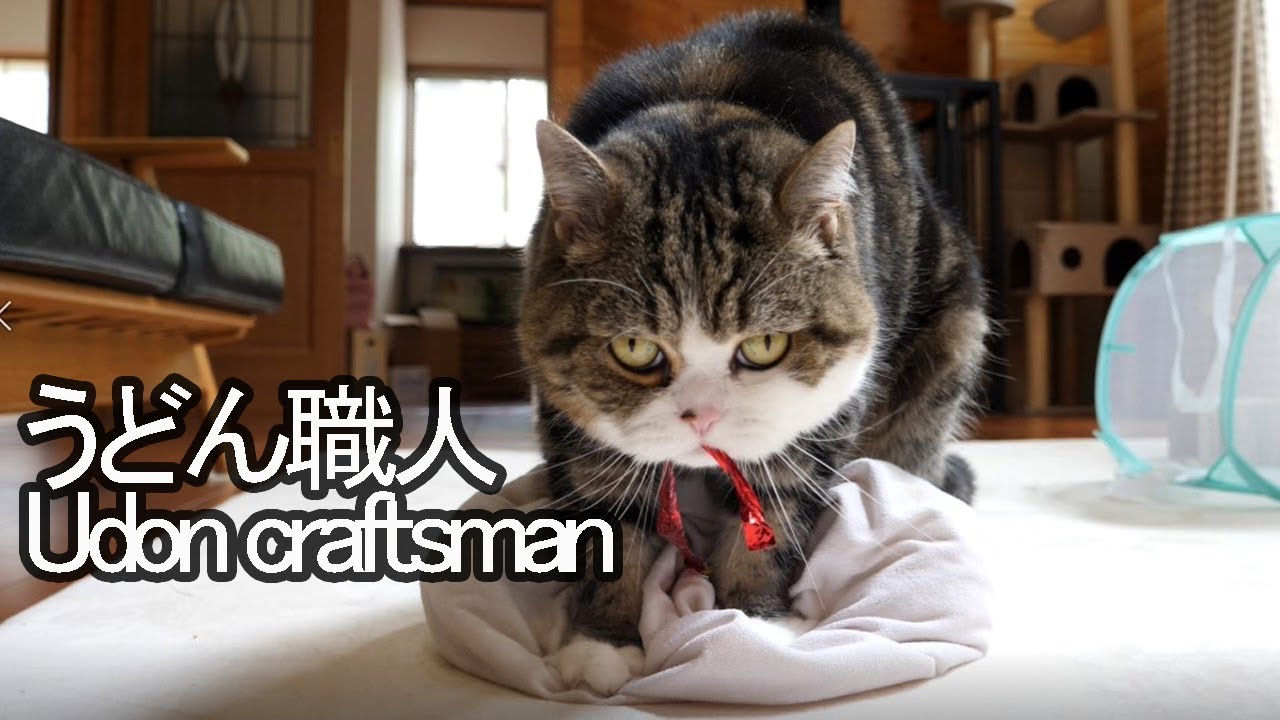 うどん職人なねこ。-Udon craftsman Maru.-