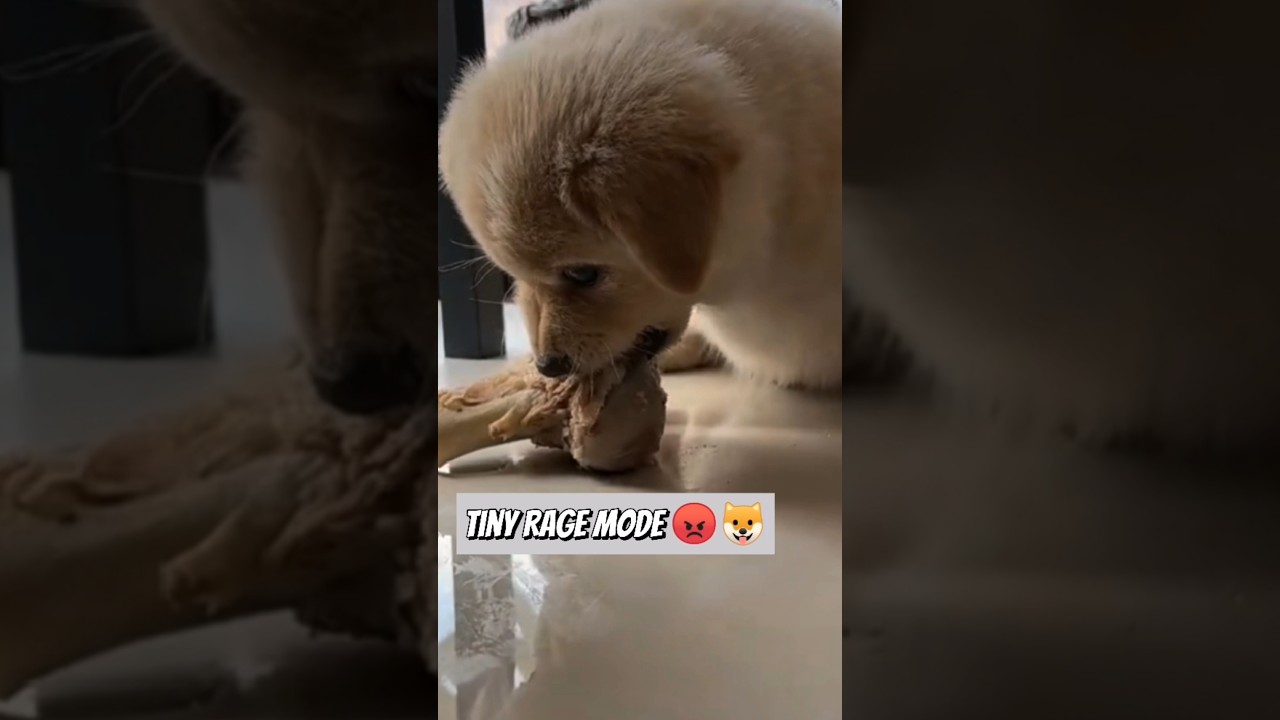 Don&rsquo;t Touch His Bone! 😂 #shorts #dog