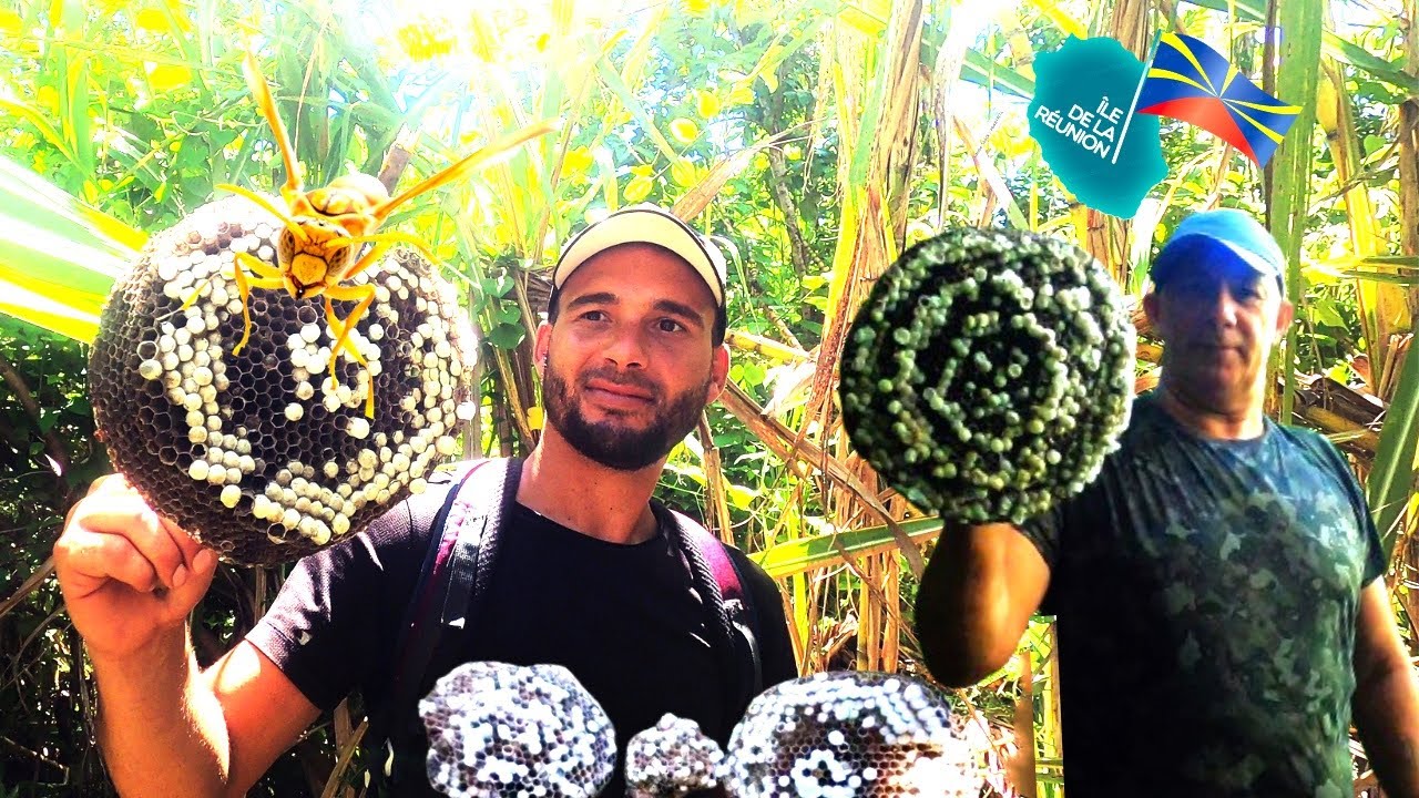 Attaque De Guêpes Gros Nid Chasseur 974 La Réunion #fishing974