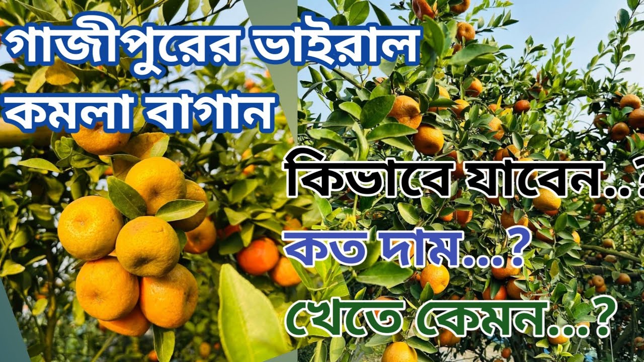 গাজীপুরের জেলার ভাইরাল কমলা বাগান ll Orange Garden at Gazipur