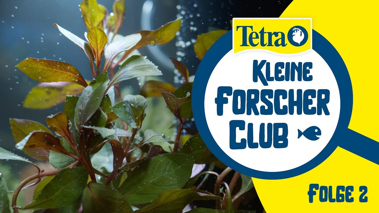 Beleuchtung im #Aquarium | Tetra Kleine Forscher Club Video 2