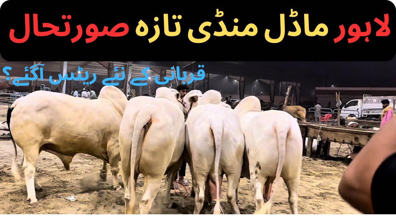 Lahore Model Mandi 2025: Chand Charh Gaye, Rates Bhi Upar! 🐂💸 | #MdRaheem #CattleMarket
