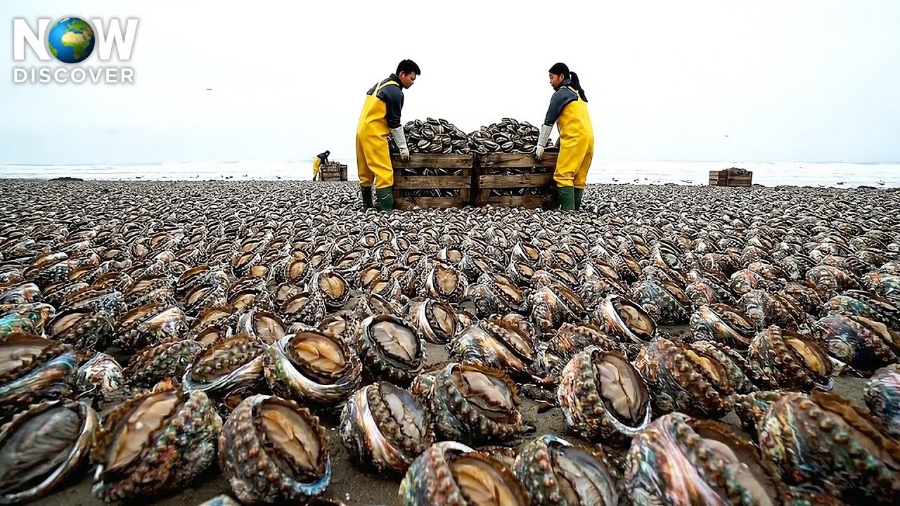 How Australia Harvests $10 Million in Abalone While Battling Sharks and Rocks | Fishing Documentary