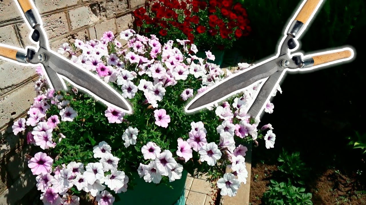 Петунии 2018: Настало время обрезки, продлеваем цветение😱