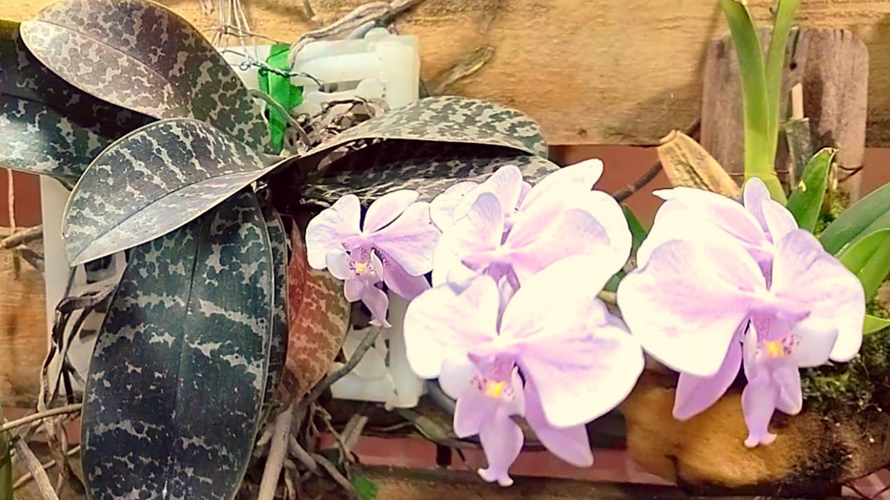 Como estão as orquídeas hoje no orquidário com Luz Artificial e em Apartamento