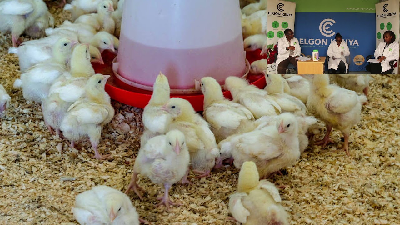 Coccidiosis in Poultry