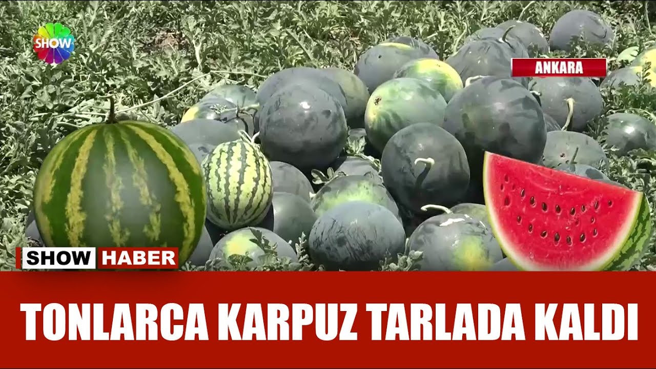 Karpuz üreticinin yüzünü güldürmedi