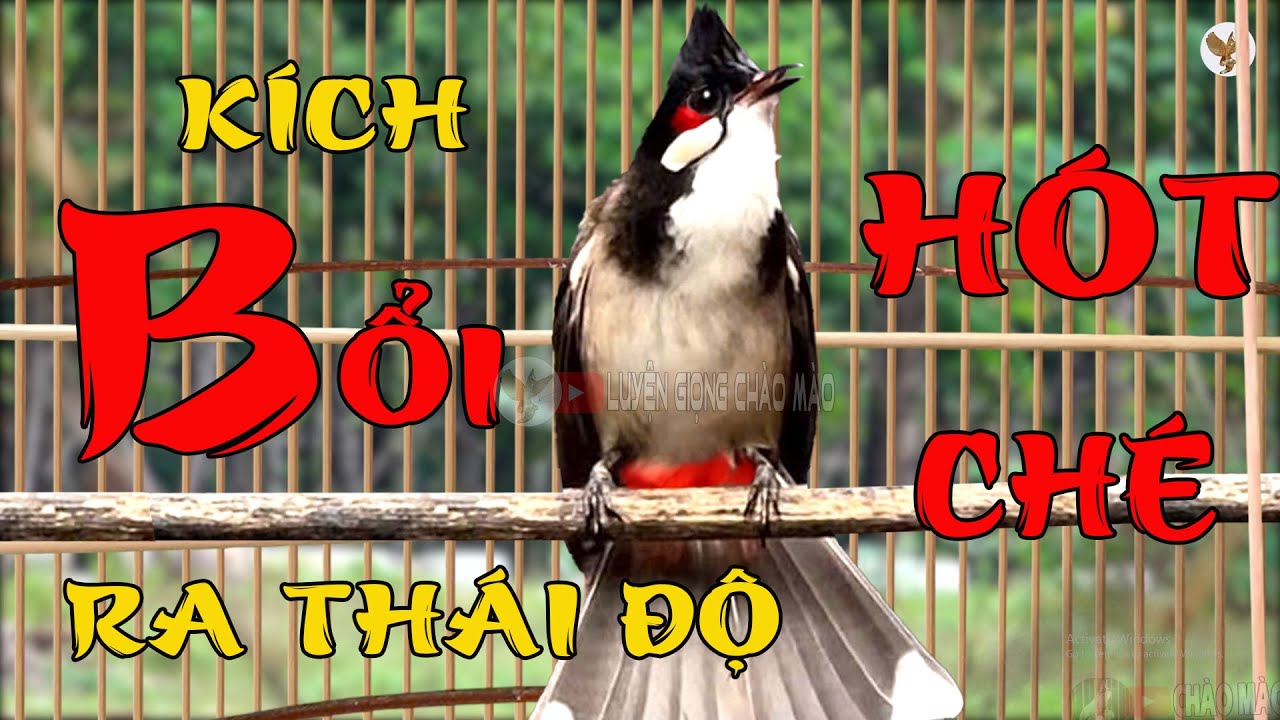 chào mào luyện giọng hót hay, rò kích bổi hót sáng. kích chào mào yếu lửa ra âm. นกปรอดหัวโขน