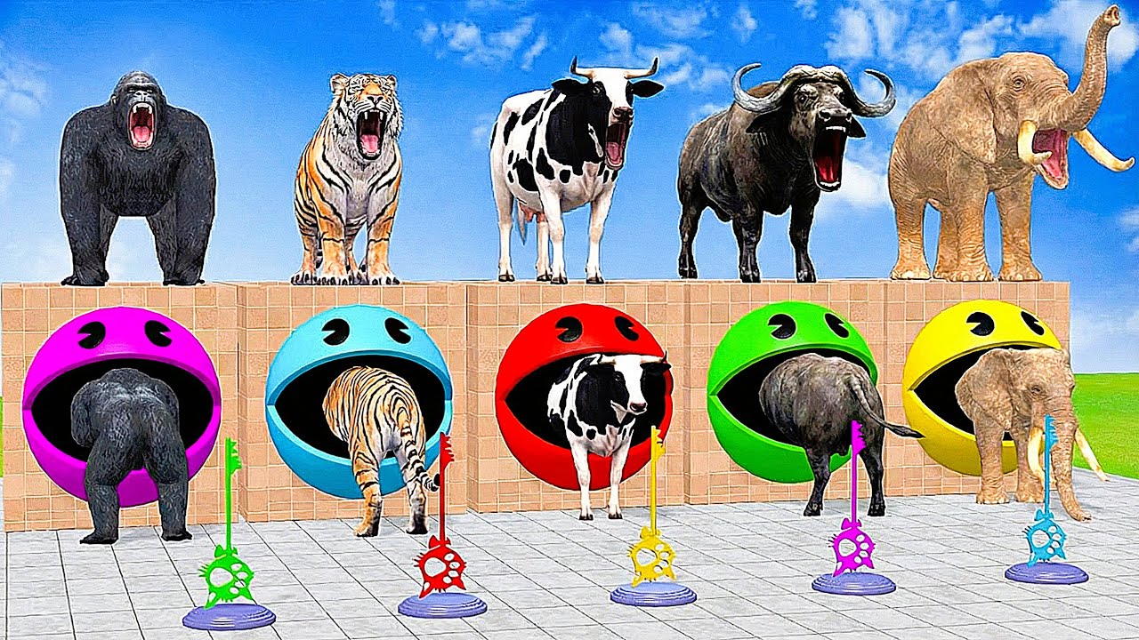 Long Slide Game With Elephant Gorilla Buffalo Hippopotamus Tiger - 3d Animal Game - Funny 3d Animals