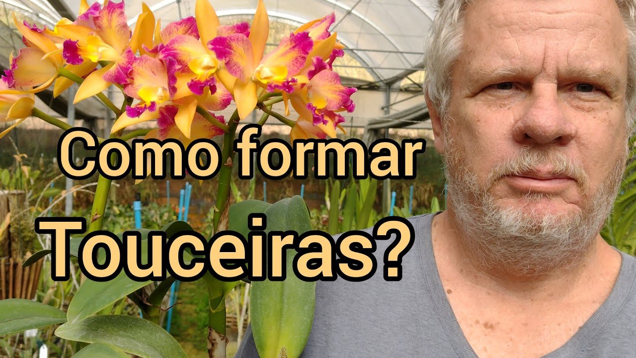 Como formar uma touceira gigante de Cattleya?
