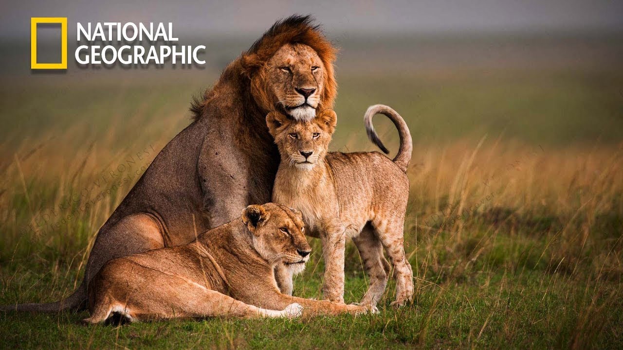 Wild Life - Lion Pride Documentary | National Geographic Documentary 2023