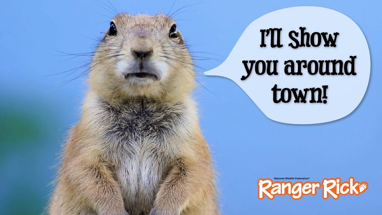 Welcome to Prairie Dog Town