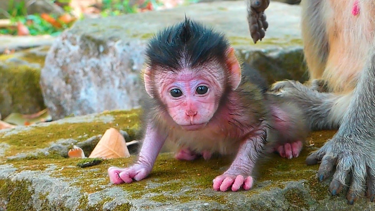 Adorable Mom Jill & BB Jorani 🐒🍼🤗