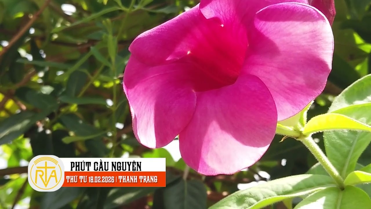 Phút Cầu Nguyện, Thứ Tư 18/02/2026:   Nén hương lòng của Ngày Xuân