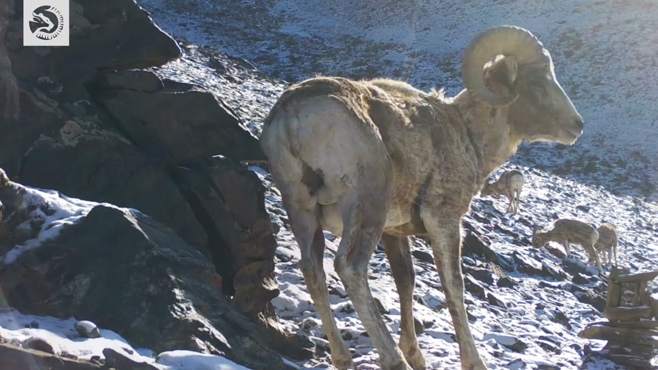 Too hot for Argali mountain sheep!