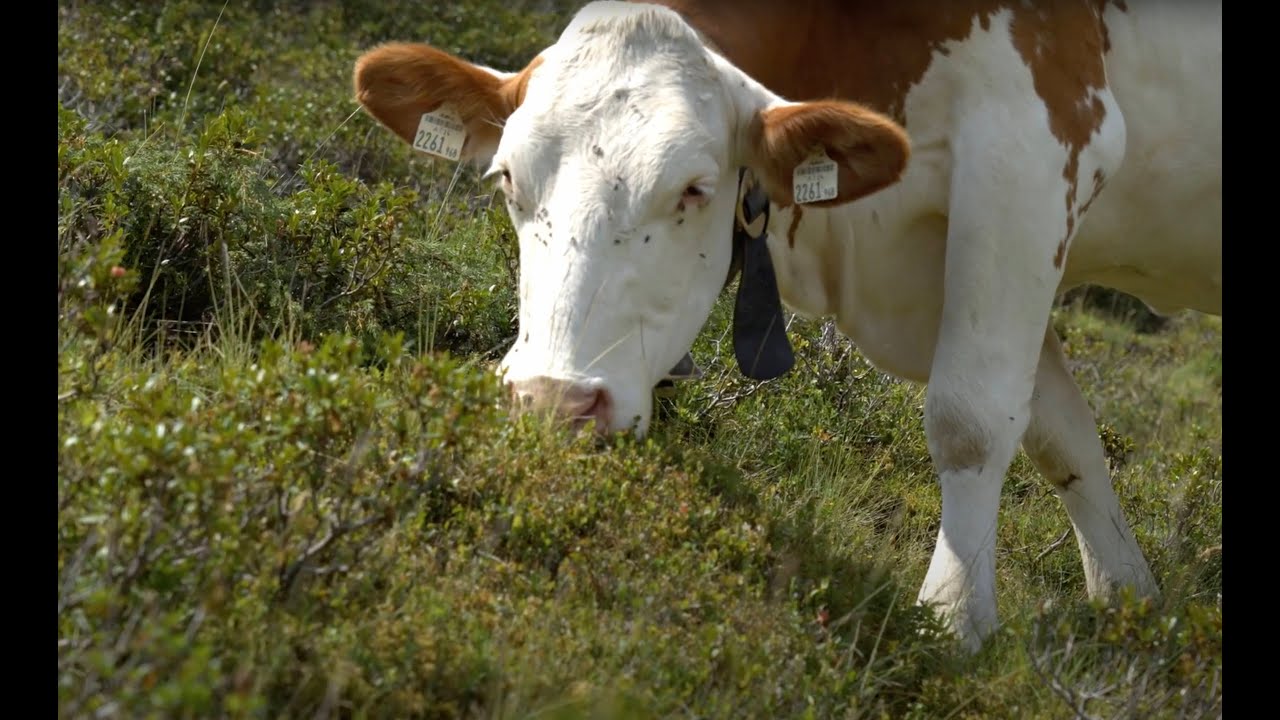 Wie die Salzburger Almwirtschaft dem Klimawandel begegnet