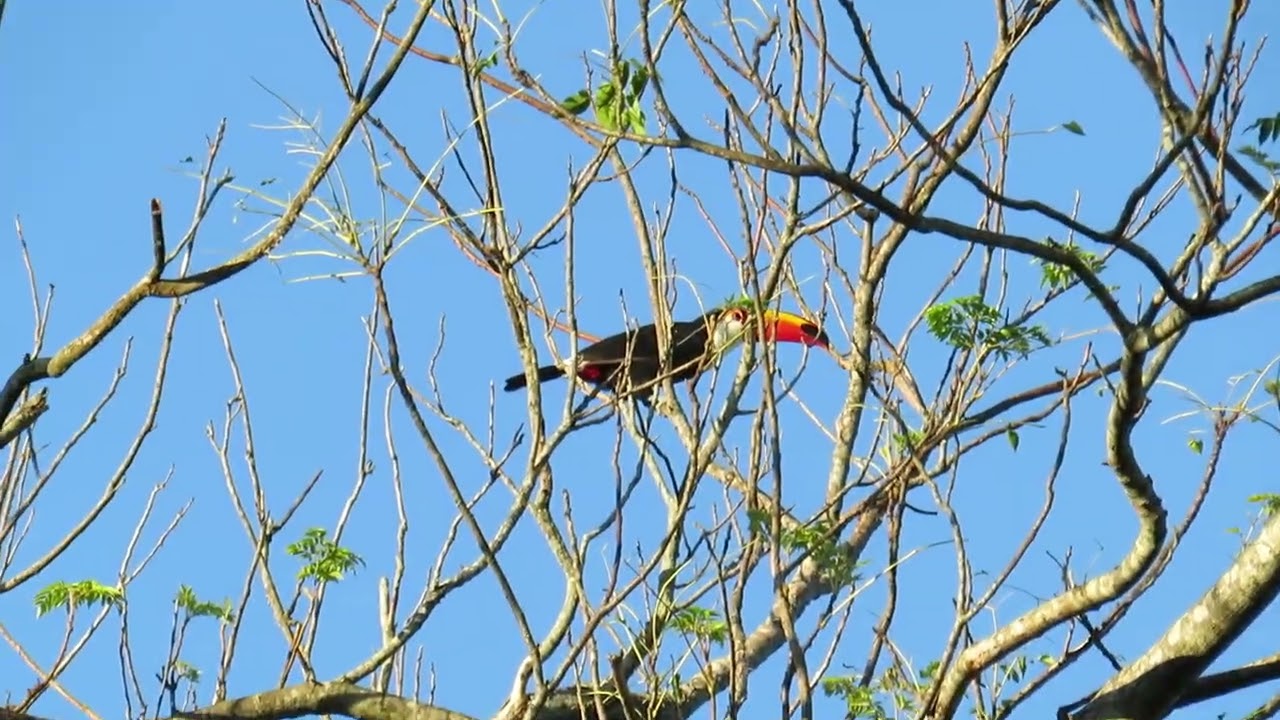 Ramphastos toco. Tucán grande.