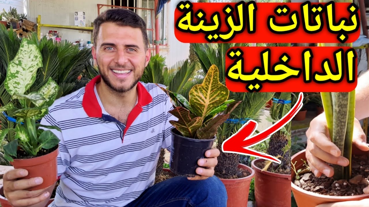 تعلم اسماء اشهر واجمل نباتات الزينة المنزلية 🪴