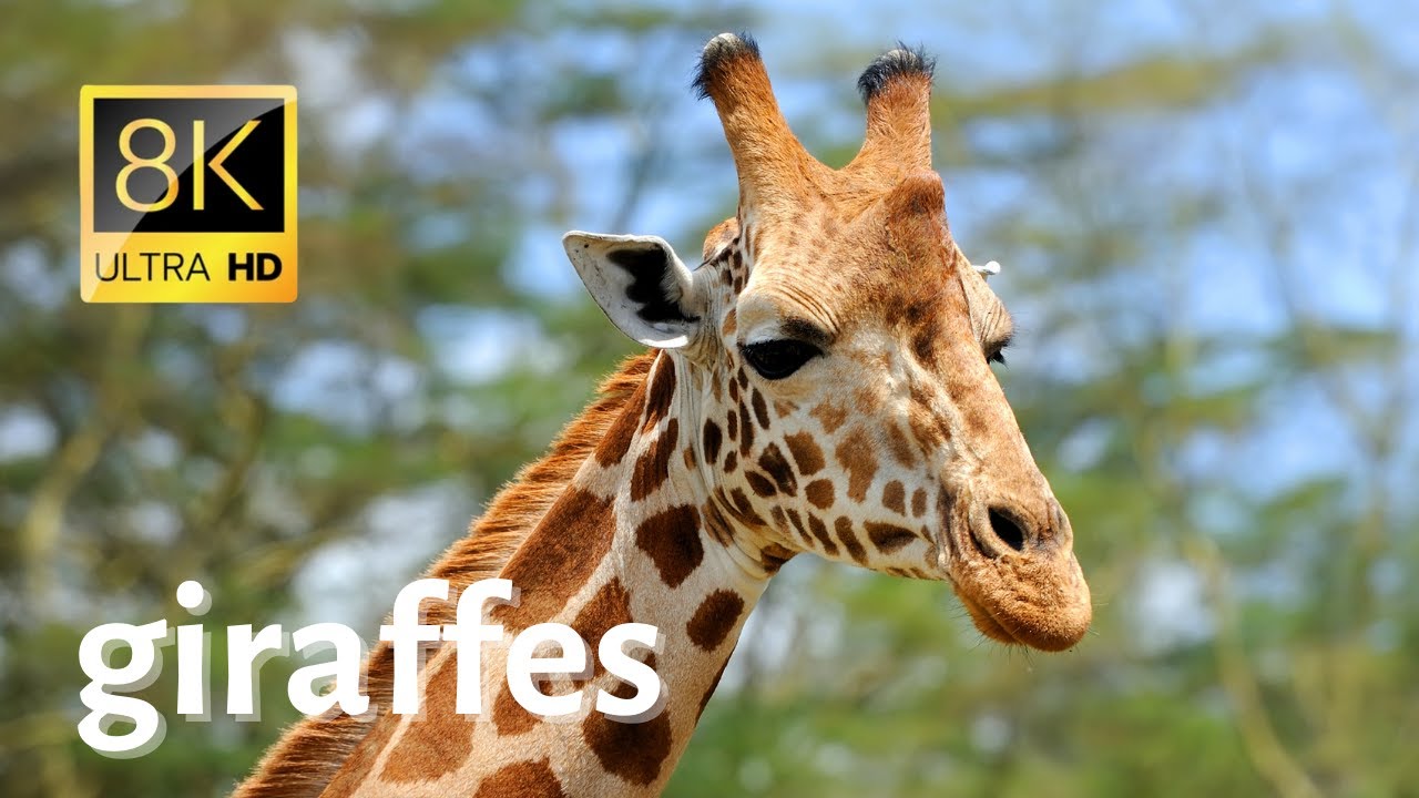 Impressive close-ups of giraffes in wilderness - 8k [Ultra HD]