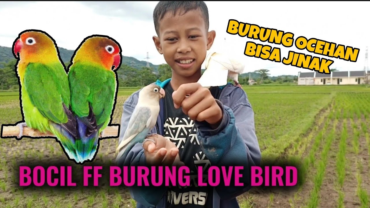WOW BOCIL FREE FLY BURUNG LOVE BIRD ‼️