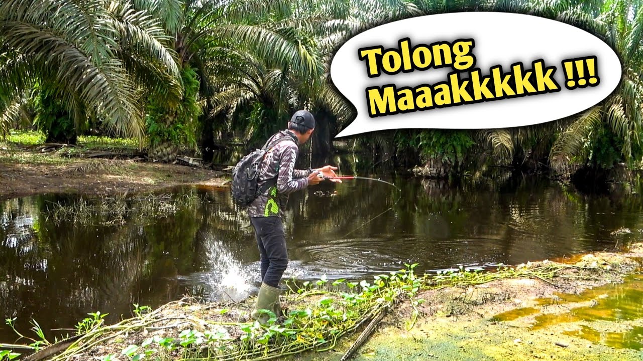 REZEKI NOMPLOK !!! Manen Ikan Liar Dikebun Sawit Yg Terendam Kopi Hitam 🤣