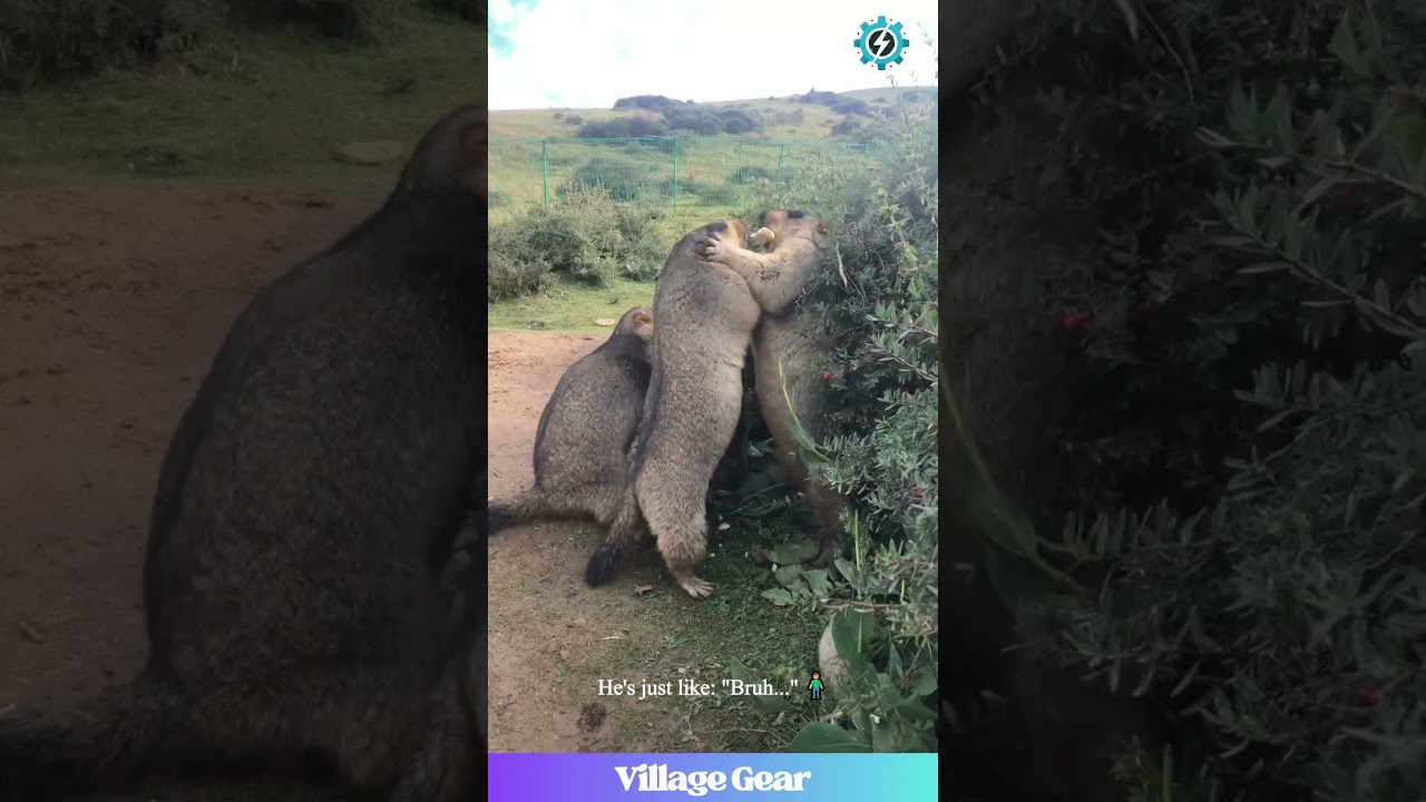 Marmots SCREAMING While Fighting?! 😂 FUNNIEST Animal Battle! #marmot #funnyanimals #screaming