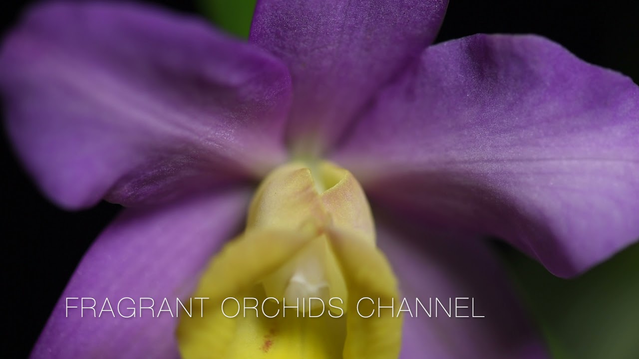 Sophrocattleya CRYSTELLE SMITH 'N.R' HCC/AOS. Not fragrant, just beautiful.