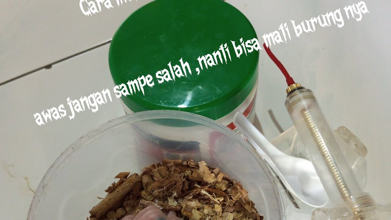 Meloloh anakan burung Betet 🦜