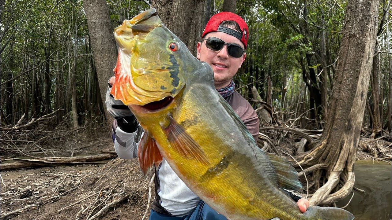 Tucunaré Açu gigante em Barcelos! - Grandes tucunares Açu na Amazônia!
