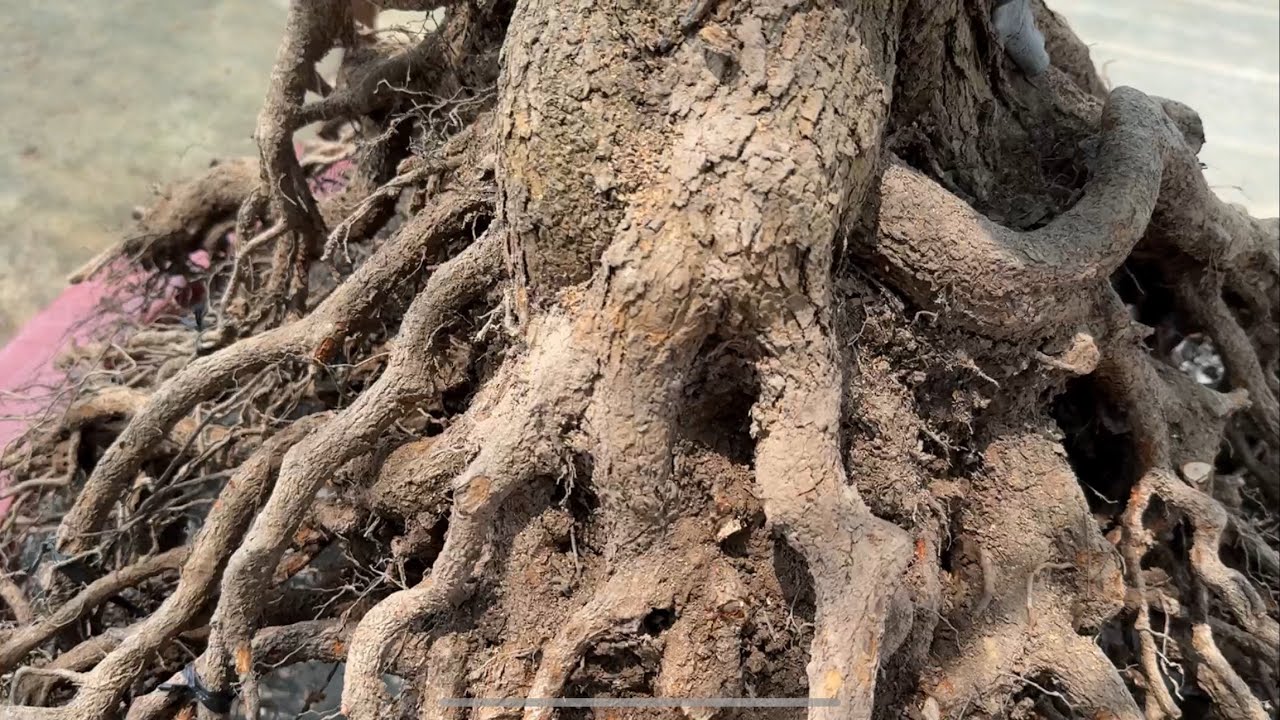 Vô chậu phôi mai tứ qúy/ tỷ lệ trộn chất trồng
